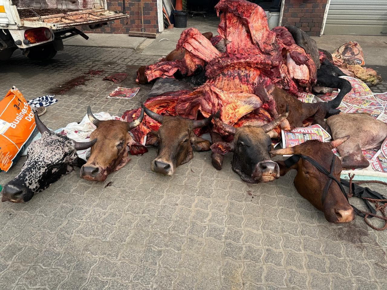 Meat
